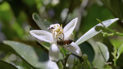 Süße-Orangenblüte,-Bestäubt-Von-Zwei-Bienenarten