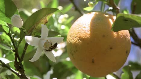 Honeybee-visiting-and-pollinating-sweet-orange-trees-with-blossoms-and-fruits