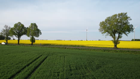 Backward-aerial---cyclist-riding-on-a-road-among-yellow-rapeseed-and-a-green-field-of-maturing-cereals---in-the-background-a-wind-farm-with-a-rotating-wind-turbine
