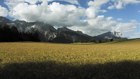 Matured-ripe-Barley-on-field-with-snowy-mountains-in-the-Background