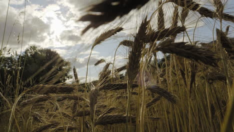 Detailed-view-of-matured-ripe-Barley-on-field-with-clouds-in-the-Background