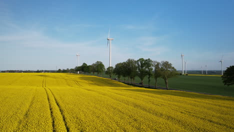 Wunderschöne-Gelbe-Rapsfelder-Erstrecken-Sich-Vor-Dem-Hintergrund-Eines-Blauen-Himmels