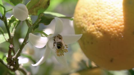 Bees-pollinating-sweet-orange-blossoms,-fruit-detail-in-background