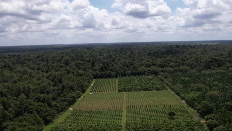 Aerial-View-Of-Orchard-In-The-Midst-Of-Densely-Tropical-Forest-Trees-Under-Cloudscape