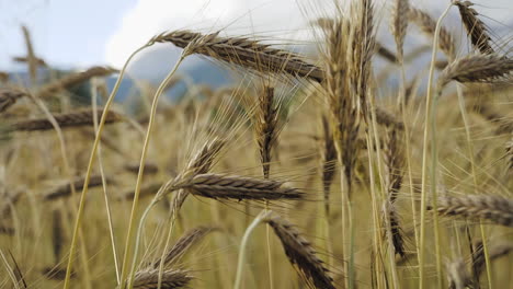 Matured-ripe-Barley-on-field-detailed-closeup