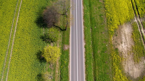 Straight-long-asphalt-road-between-fields-of-rapeseed