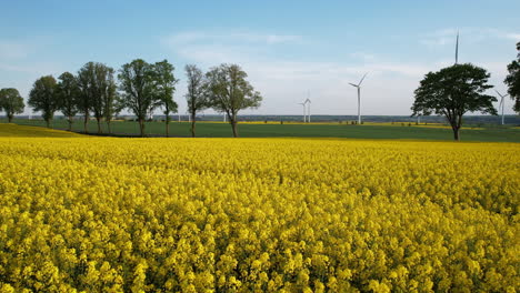 Low-drone-flyover-over-yellow-rapeseed-flowers