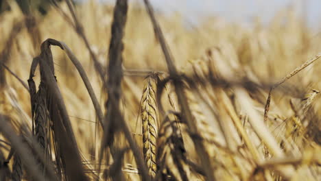 Matured-ripe-Barley-on-field-closeup,-Focus-changes-from-background-to-foreground