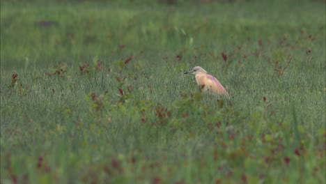 A-Squacco-heron-in-a-field-of-grass