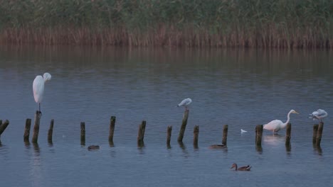 Weiße-Reiher-Jagen-Nach-Sonnenuntergang-In-Einem-Kleinen-See-In-Polen-Nach-Nahrung