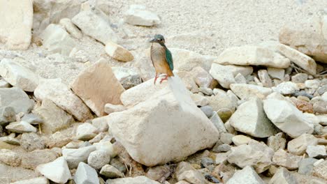Female-Common-Kingfisher-Perched-on-Stone-and-Ascend-Fly-Away---Slow-motion