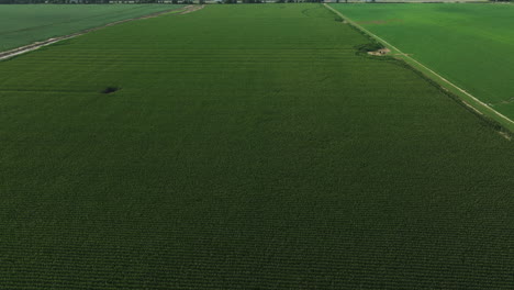 Riesiges-Endloses-Grünes-Maisfeld-In-Der-Landschaft-Der-Vereinigten-Staaten,-Arkansas,-Luftaufnahme
