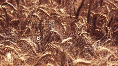 Ripe-wheat-crop-field-in-summer