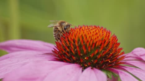 Front-view-of-A-Busy-Bee-Drinking-Nectar-On-orange-Coneflower-against-green-blurred-background
