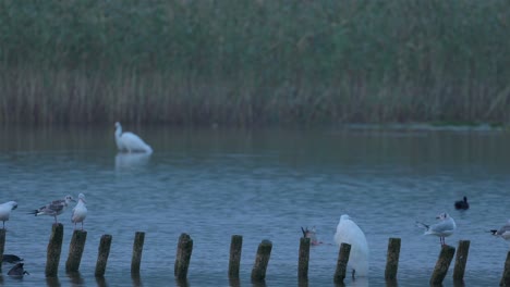 White-herons-looking-for-food-in-a-small-lake-in-Poland