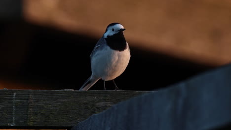 A-White-Wagtail-sitting-on-a-fence-in-the-evening-sun