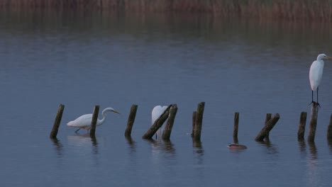 White-herons-hunting-for-food-in-a-small-lake-in-Poland-after-sunset