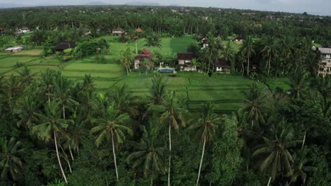 Aerial-birds-eye-shot-of-villa-with-pool-with-tropical-palm-trees-and-plantaiton-fields-in-summer---Bali,-Indonesia
