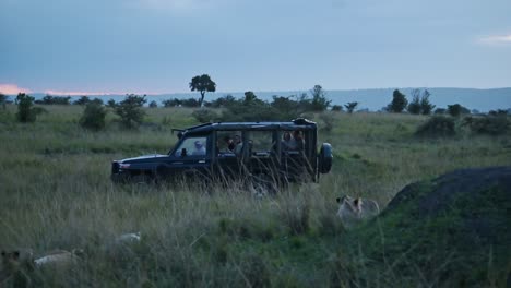 Slow-Motion-Shot-of-4x4-safari-vehicle-driving-close-to-lions-on-adventure-travel-in-Masai-Mara-North-Conservancy,-African-Wildlife-in-Maasai-Mara-National-Reserve,-Kenya,-Africa-Safari-Animals