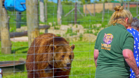 Tourists-visiting-a-zoo-in-the-UK-and-taking-part-in-feeding-the-bears