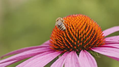 Single-honey-bee-Drinking-Nectar-On-orange-Coneflower-against-blurred-green-background
