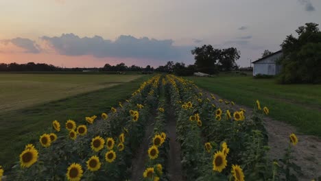 Sonnenblumen-Bei-Sonnenuntergang-In-Der-Nähe-Einer-Alabama-Farm