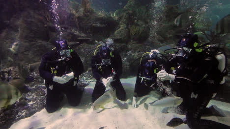 Divers-feeding-fish-in-a-public-aquarium,-with-visitors-viewing-from-outside