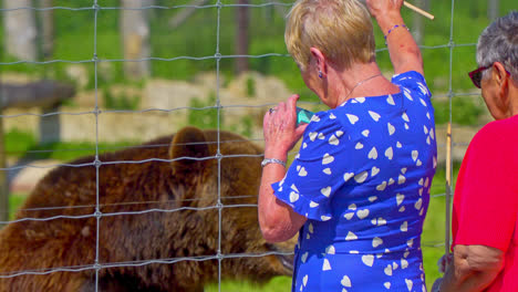 Tourists-visiting-a-zoo-in-the-UK-and-taking-part-in-feeding-the-bears