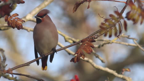 A-Bohemian-waxwing-sitting-in-a-tree-in-fall
