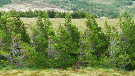 Shot-of-coniferous-pine-trees-in-a-forest-plantation-on-the-Isle-of-Lewis