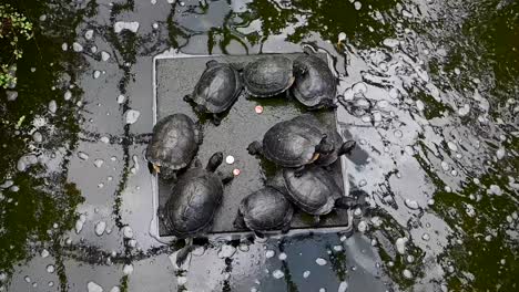 Turtles-within-the-David-Welch-Winter-Gardens,-Aberdeen,-Scotland,-United-Kingdom