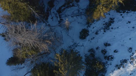 Winter-Aerial-Top-Down-Shot-of-Trees-with-snow-covered-ground