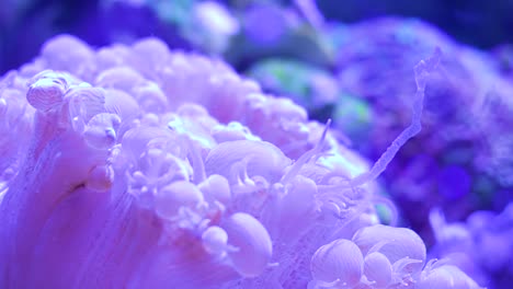 Makroaufnahme-Einer-Seeanemone,-Die-Ihre-Tentakel-Auf-Dem-Meeresgrund-Bewegt