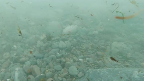 Underwater-POV-with-Seaweed-Debris-and-Pebble-Rocks