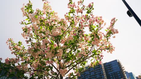 Vibrant-cherry-blossom-tree-blowing-in-the-wind-on-a-sunny-summer-day
