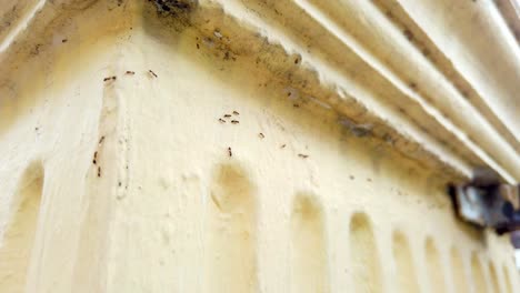 Ants-walking-in-a-trail-along-a-yellow-column