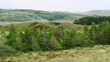 Shot-of-pine-trees-in-a-forest-plantation-on-the-Isle-of-Lewis,-Hebrides