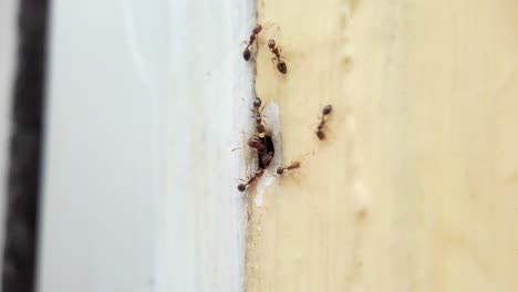 Das-Makroobjektiv-Fängt-Ameisen-Ein,-Die-In-Ein-Loch-In-Der-Bildmitte-Auf-Einer-Gelben-Säule-Eindringen-Und-Es-Verlassen