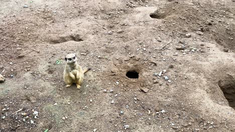 A-small-Meerkat-standing-in-it's-sentinel-position-looking-around-it's-natural-habitat