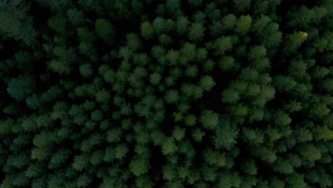 Vibrant-lush-bright-deep-green-gradient-tree-crowns-with-sun-glow-on-top,-drone-top-down-perspective