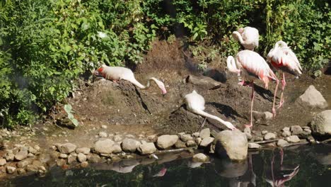 A-flock-of-flamingoes-sits-on-their-ground-nests