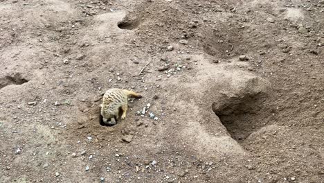 A-small-Meerkat-digging-a-hole-to-burrow-in,-within-it's-natural-habitat