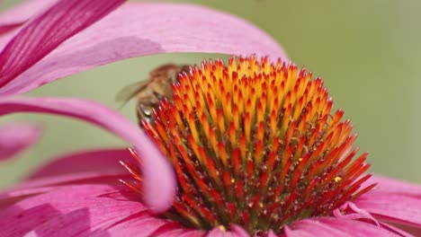 Macro-Of-A-honey-bee-hiding-under-a-flower-petal-on-orange-Coneflower