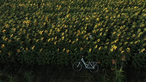 Girl-struggles-her-way-through-sunflowers-determined-to-reach-ladies-bike