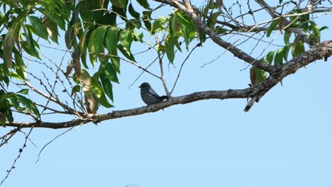 A-tiny-Verditer-Flycatcher-Eumyias-thalassinus-is-perched-on-a-branch-of-a-tree,-the-wind-blowing-on-the-leaves-around-it-and-with-a-blue-sky-as-its-background