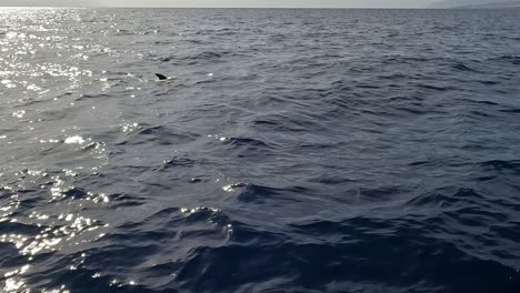 Walbeobachtung-Auf-Teneriffa,-Kanarische-Inseln,-Vom-Boot-Aus