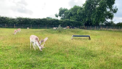 A-adult-fallow-deer-grazing-on-grass-within-a-large-fenced-compound-with-a-herd-of-smaller-deer