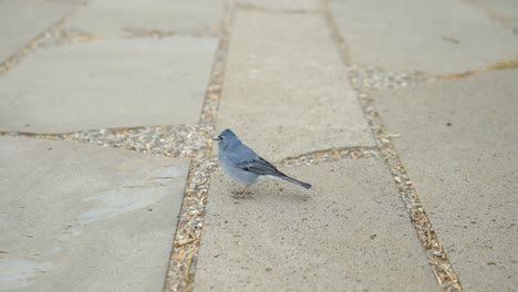 Tiny-blue-bird-jumping-on-concrete-brick-pathway,-close-up-view