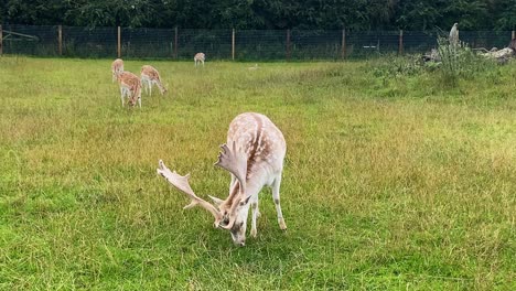 A-fallow-deer-with-large-antlers-eating-grass-within-a-large-fenced-compound-surrounded-by-other-smaller-deer
