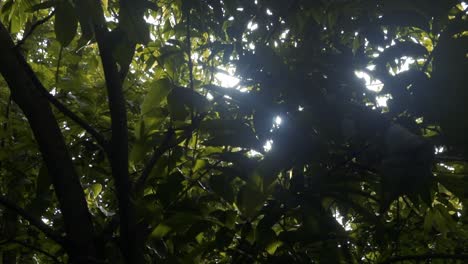 Atemberaubende-Aufnahme-Von-Sonnenlicht,-Das-Durch-Das-Laub-Eines-Grünen-Tropischen-Baums-Scheint